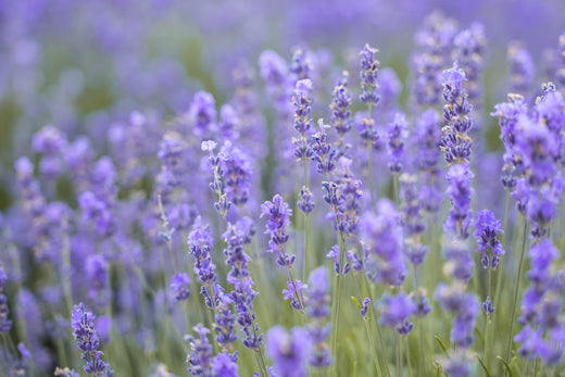 Eterično ulje lavandina ili “lavanda koja to nije”
