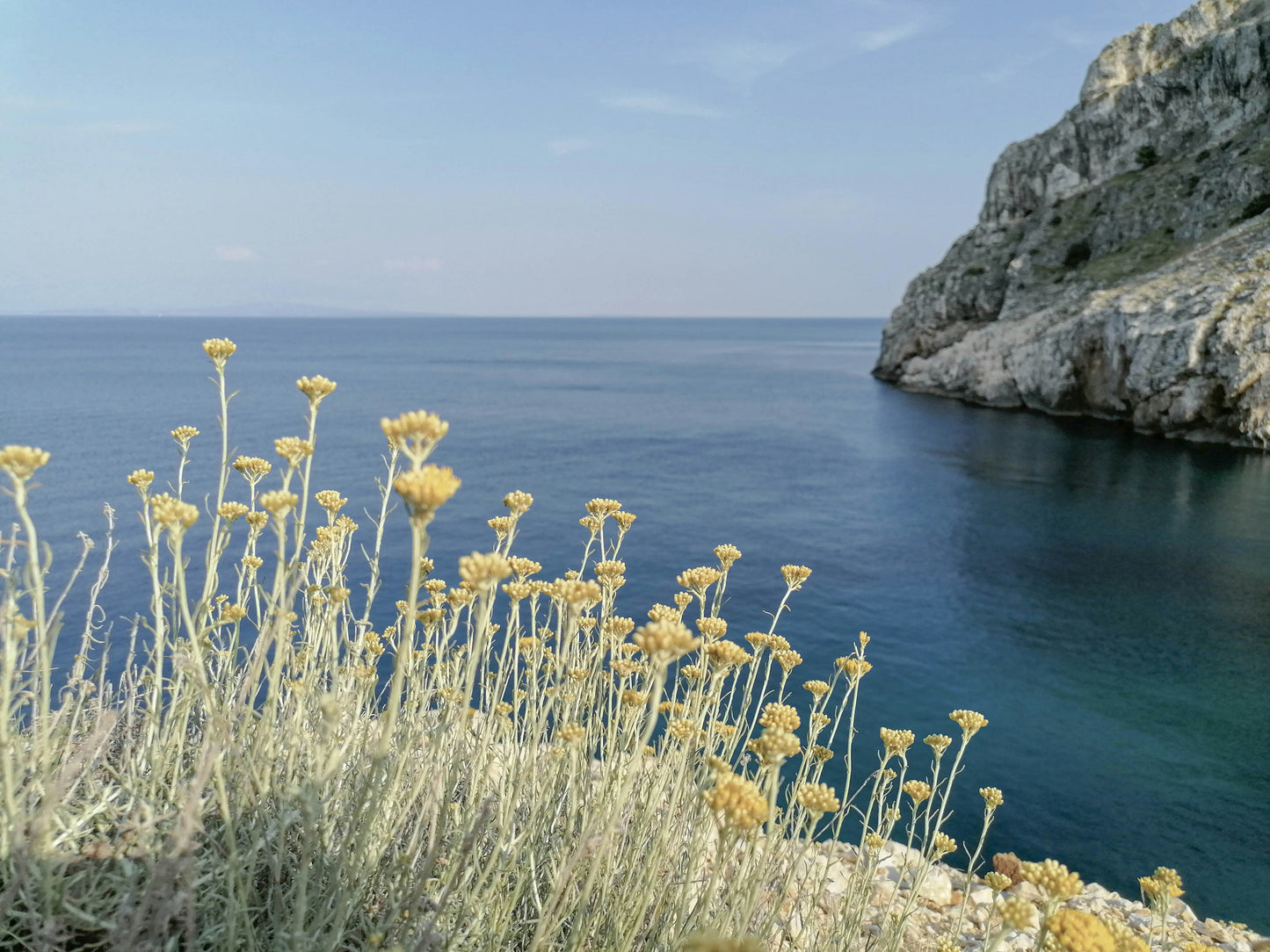 Smilje - tekuće zlato Mediterana