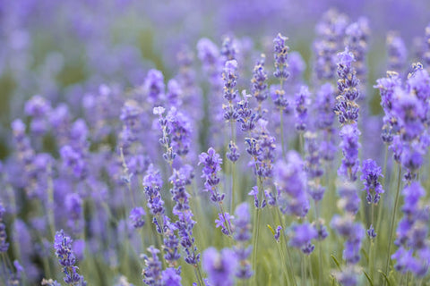 Eterično ulje lavandina ili “lavanda koja to nije”